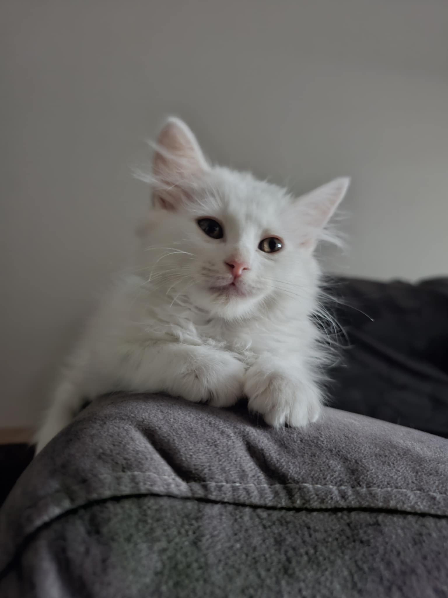 Odin - Gato persa europeo macho