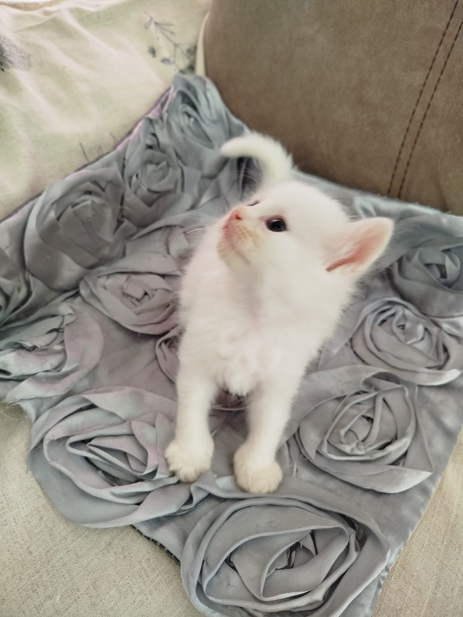 Gatito Odín