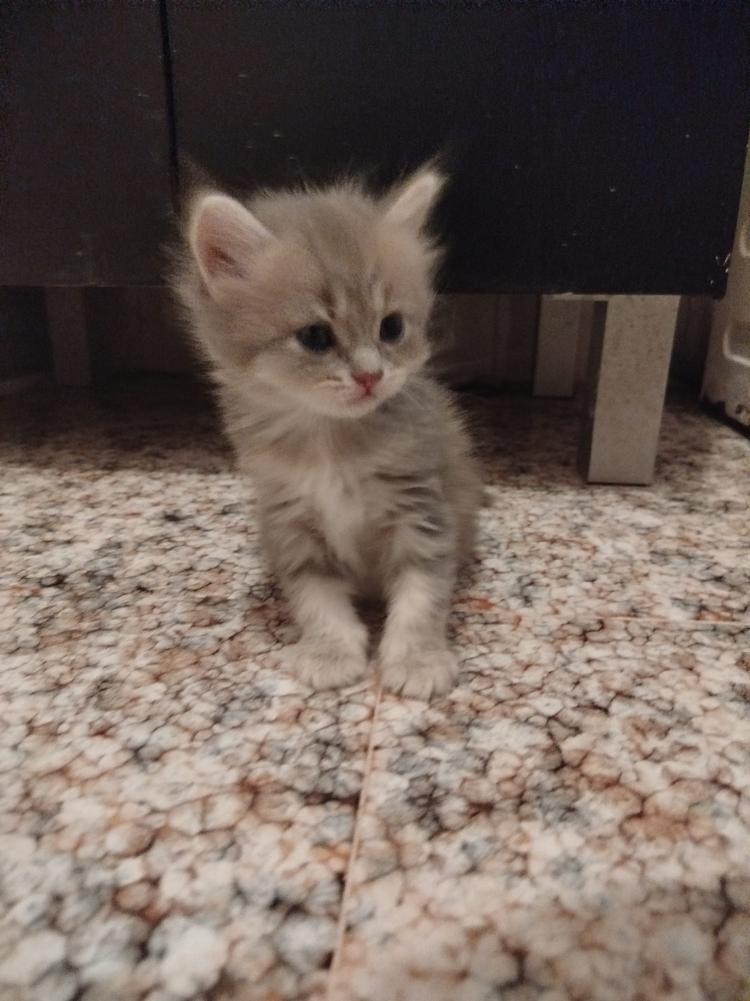 Gatito Anubis