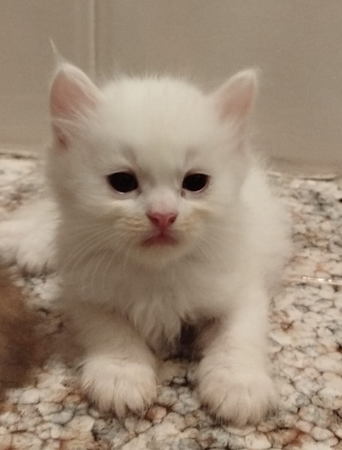 Gatito Ares