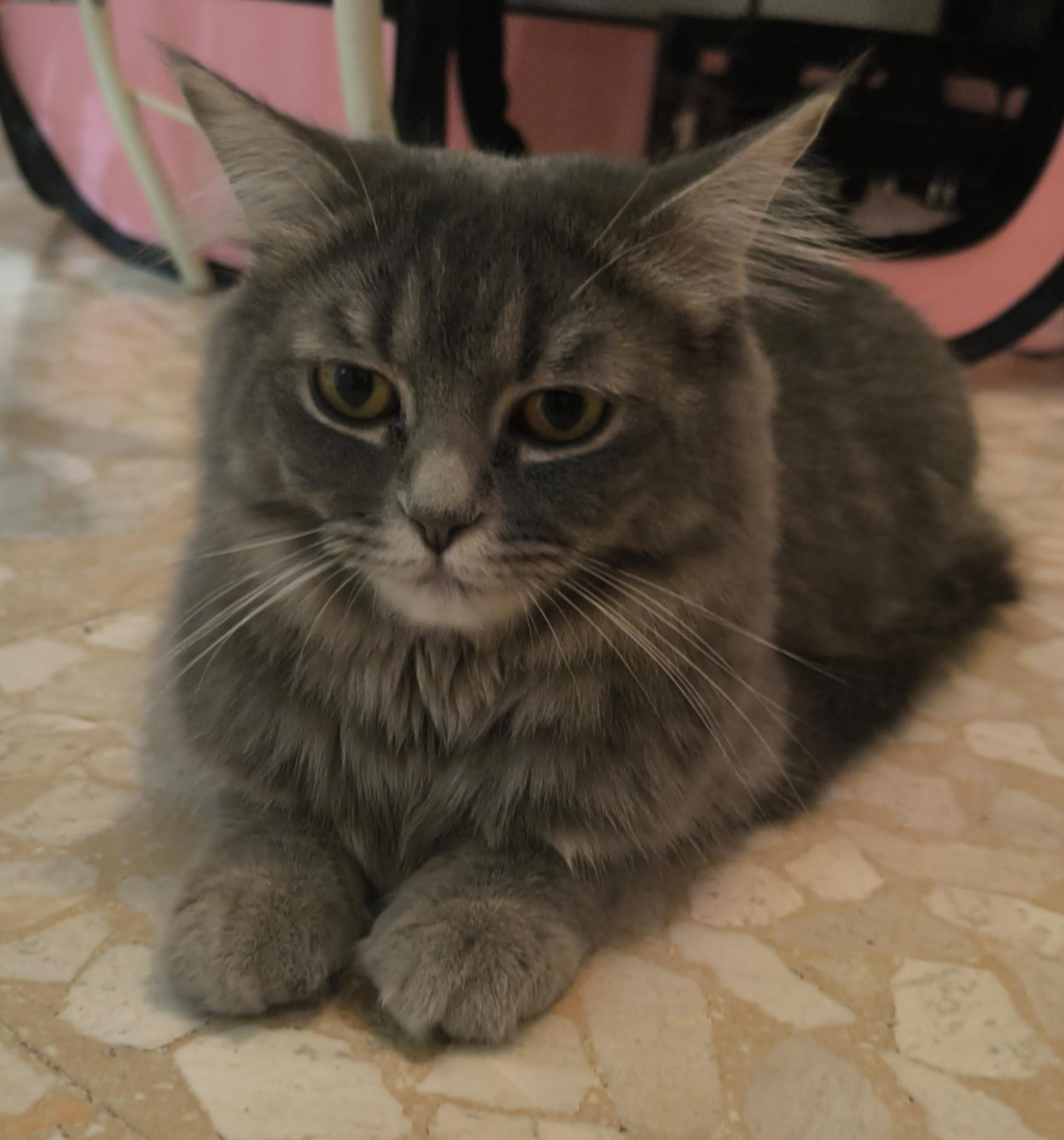 Gato persa europeo hembra