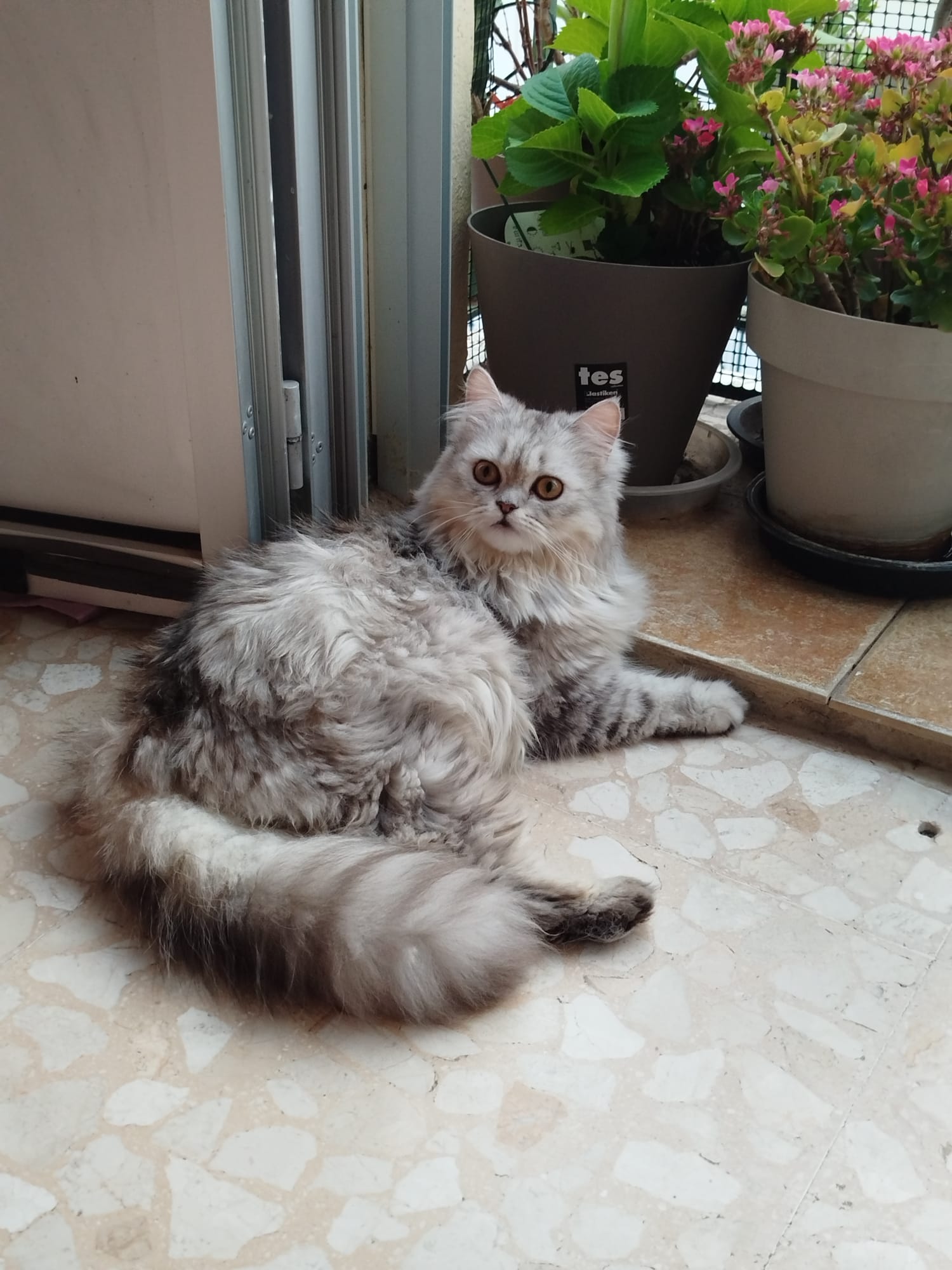 Gato persa chinchilla hembra