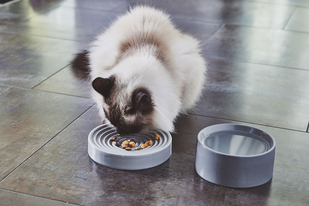 comedero para gato persa