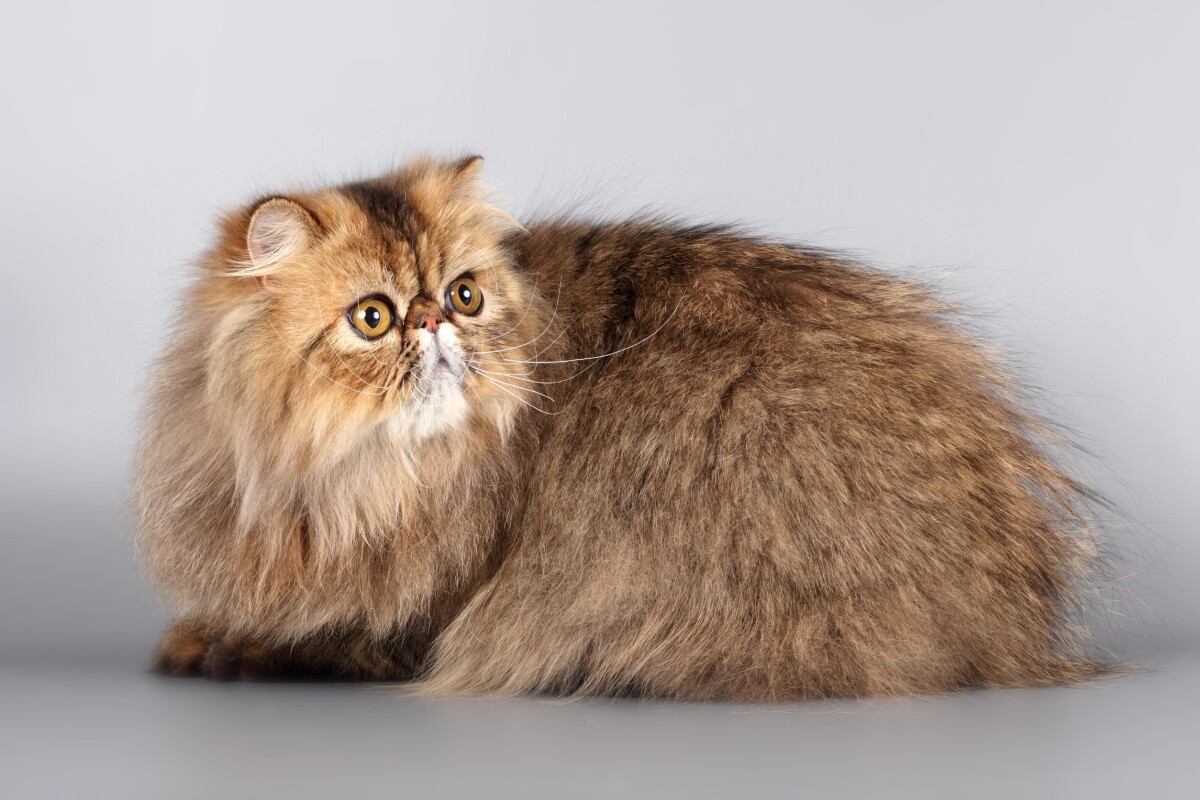 Gato persa con pelaje cuidado