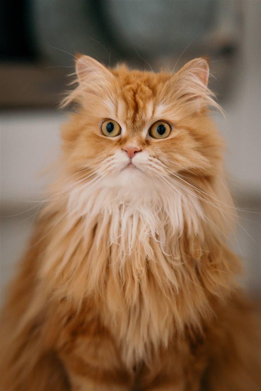 Gato Persa Europeo