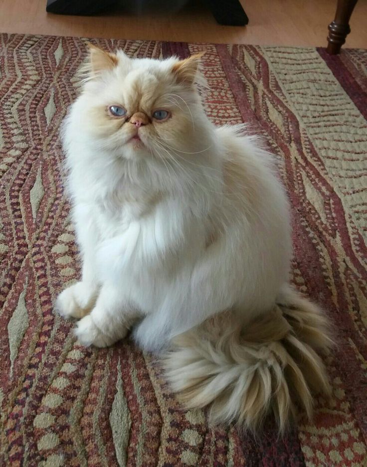 Gato Persa Himalayo