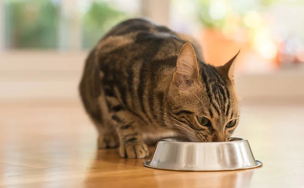 gato persa comiendo