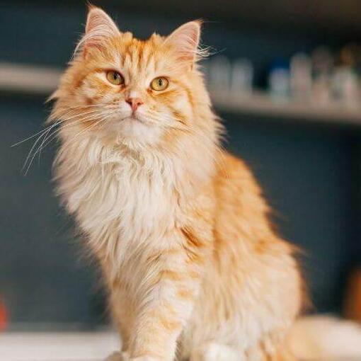 gato con pelaje