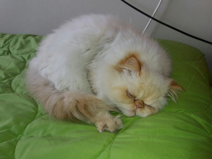gato persa durmiendo