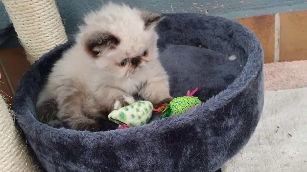 gato persa jugando