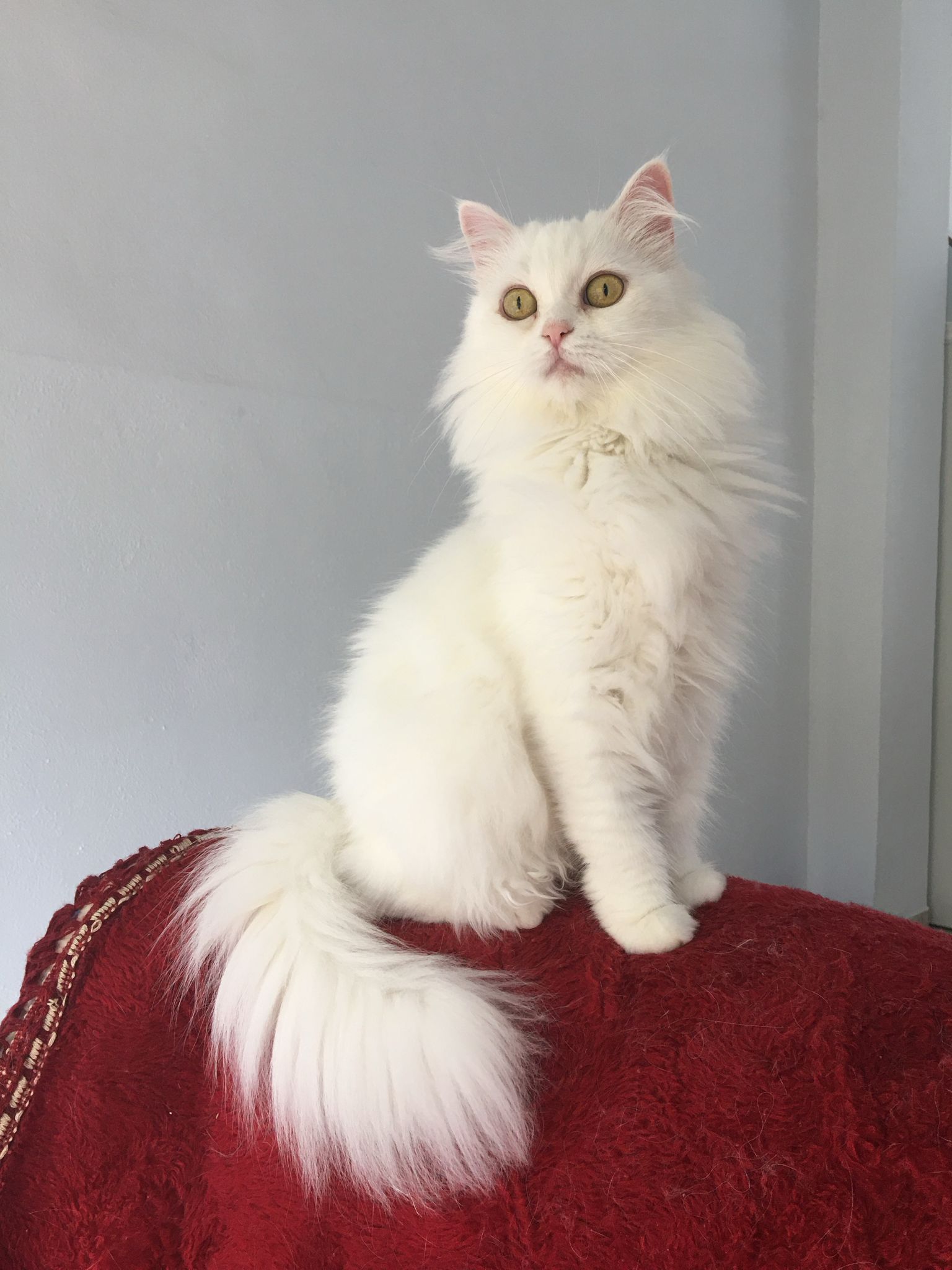 Gato persa adulto en adopción