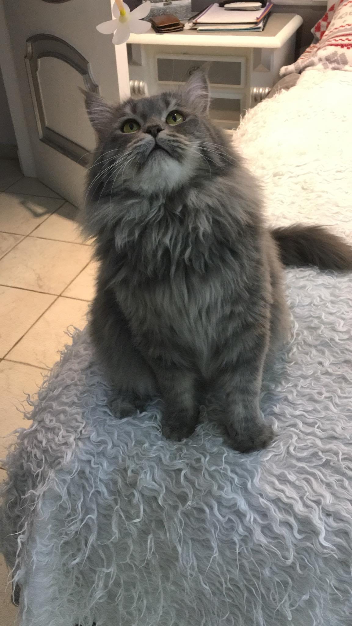 Gato persa Himalayo en venta
