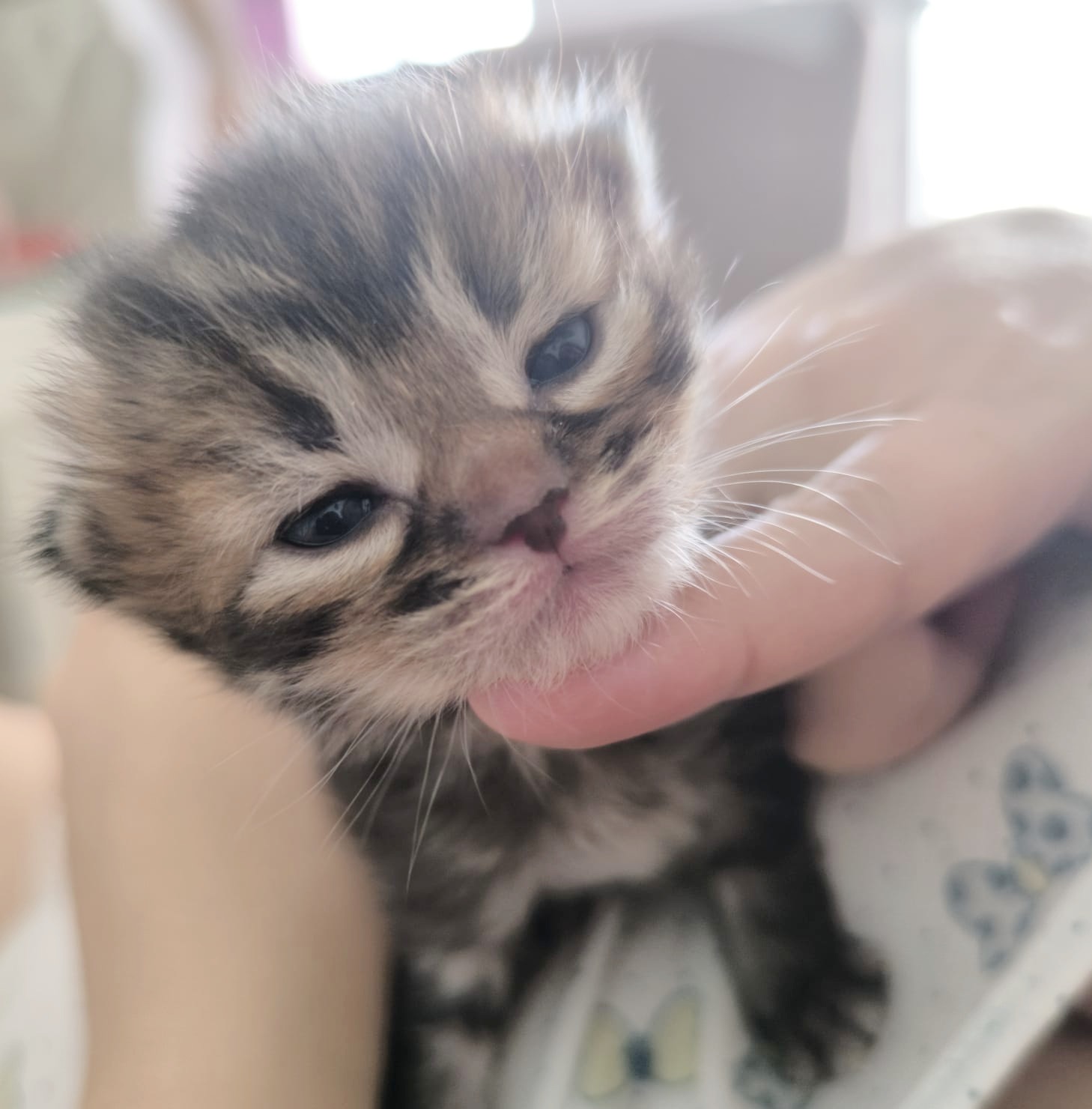 Gato persa blanco en adopción