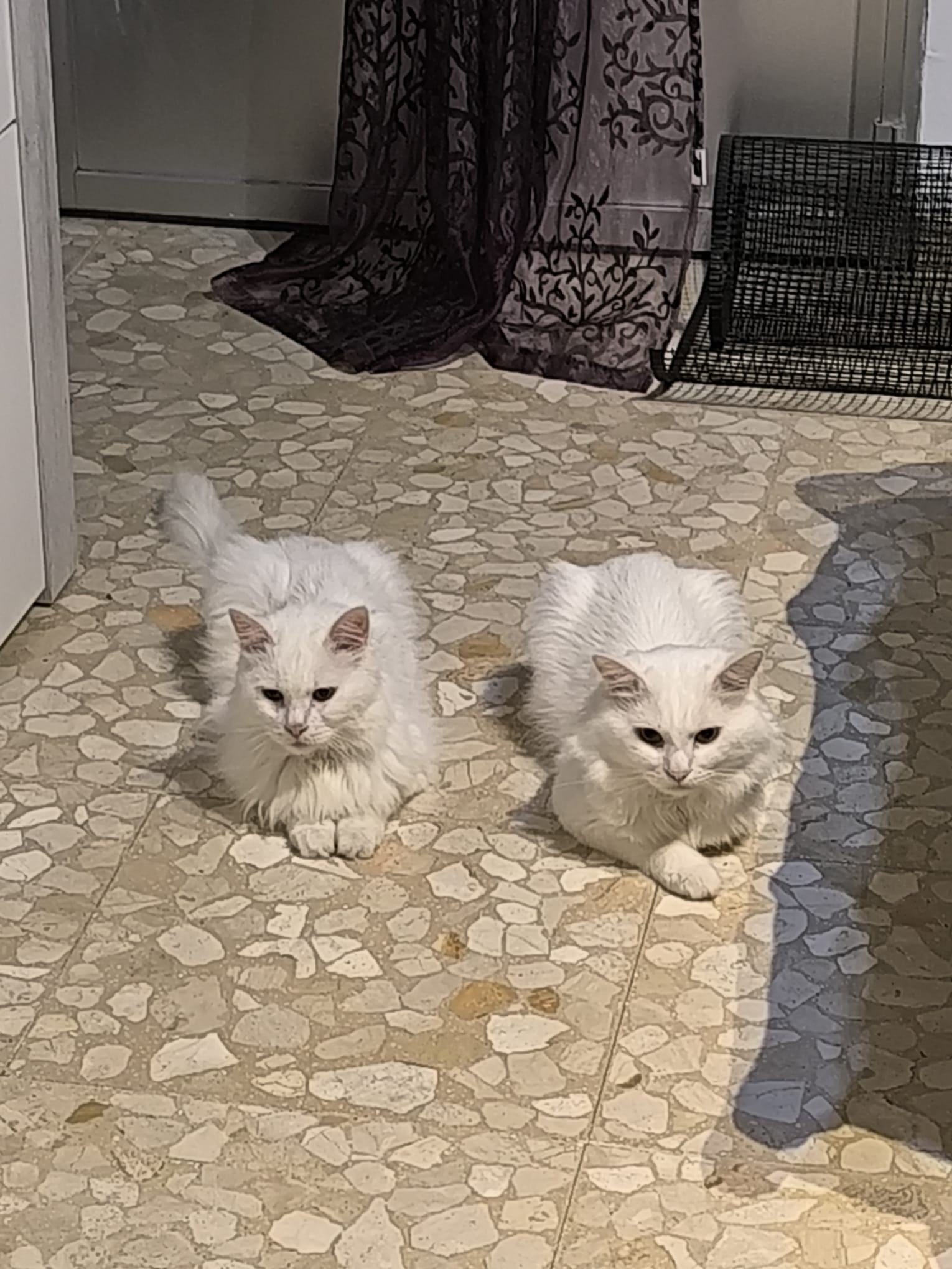 Gato persa pequeño en venta
