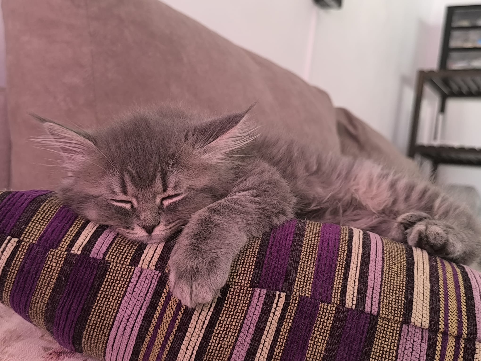 Gato persa en adopción España