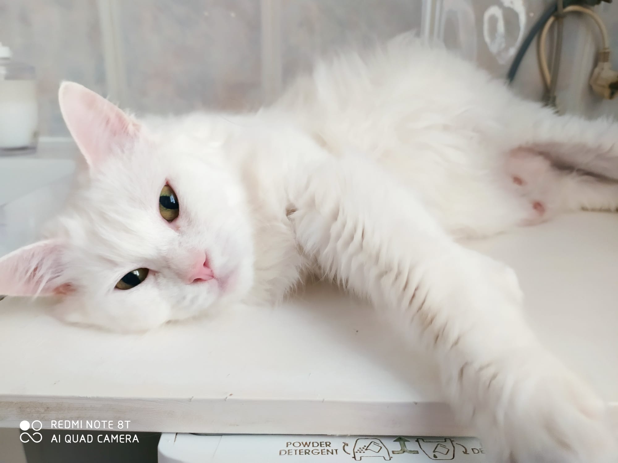 Gato persa chinchilla blanco