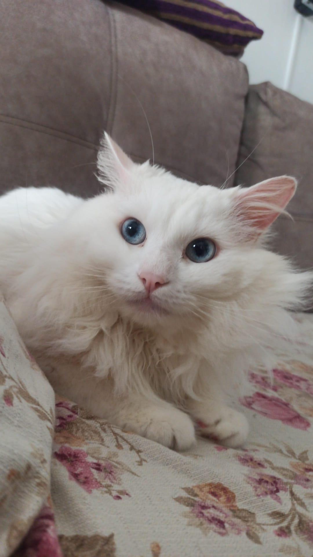 Gato persa marrón en adopción