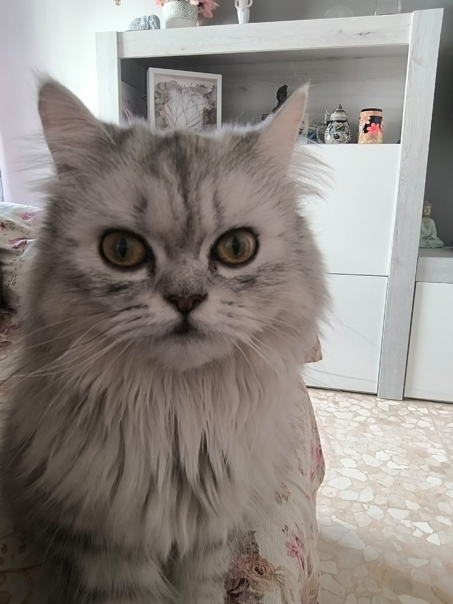 Gato persa en criadero Sevilla
