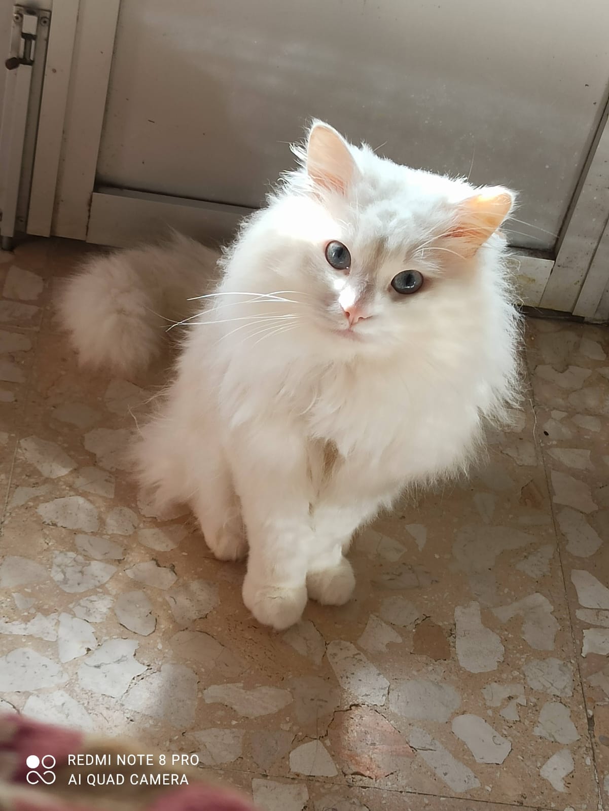 Gato persa europeo macho