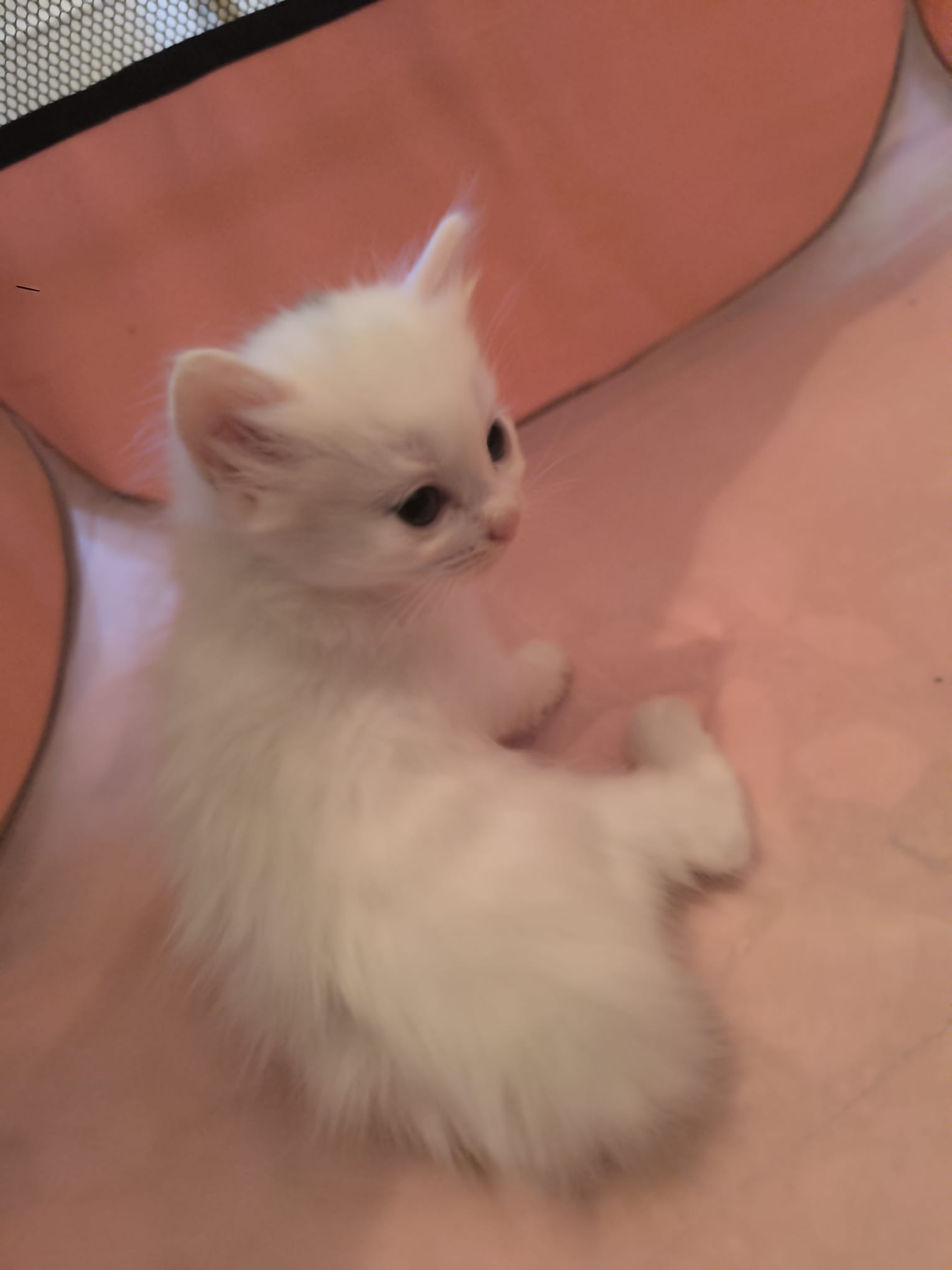 Gatito Orion