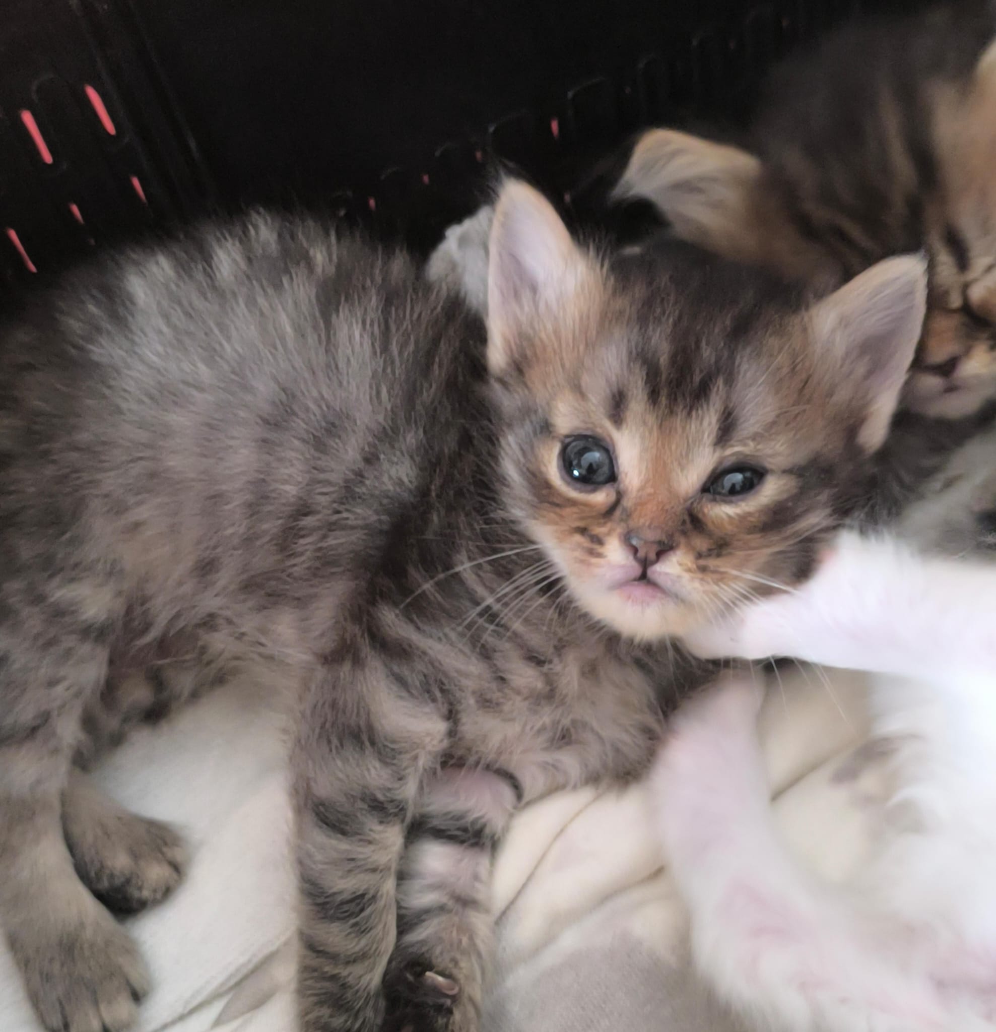 Gatito Remo