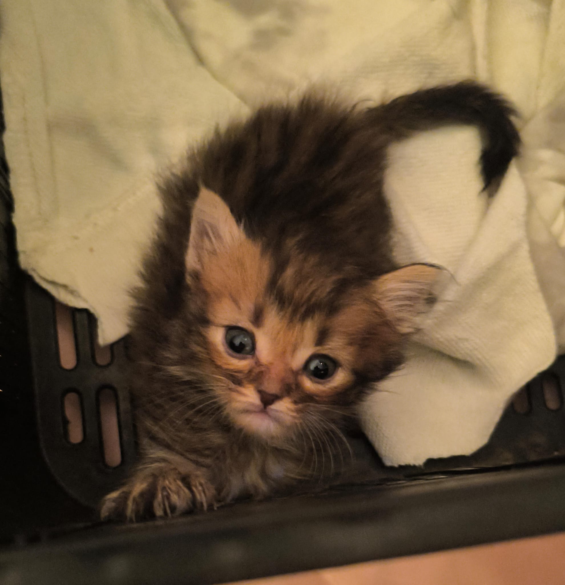Gatito Rómulo