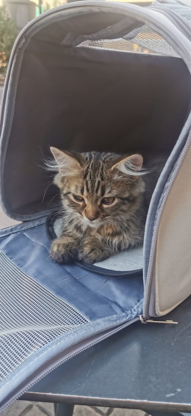 Sirius - Gato persa europeo macho