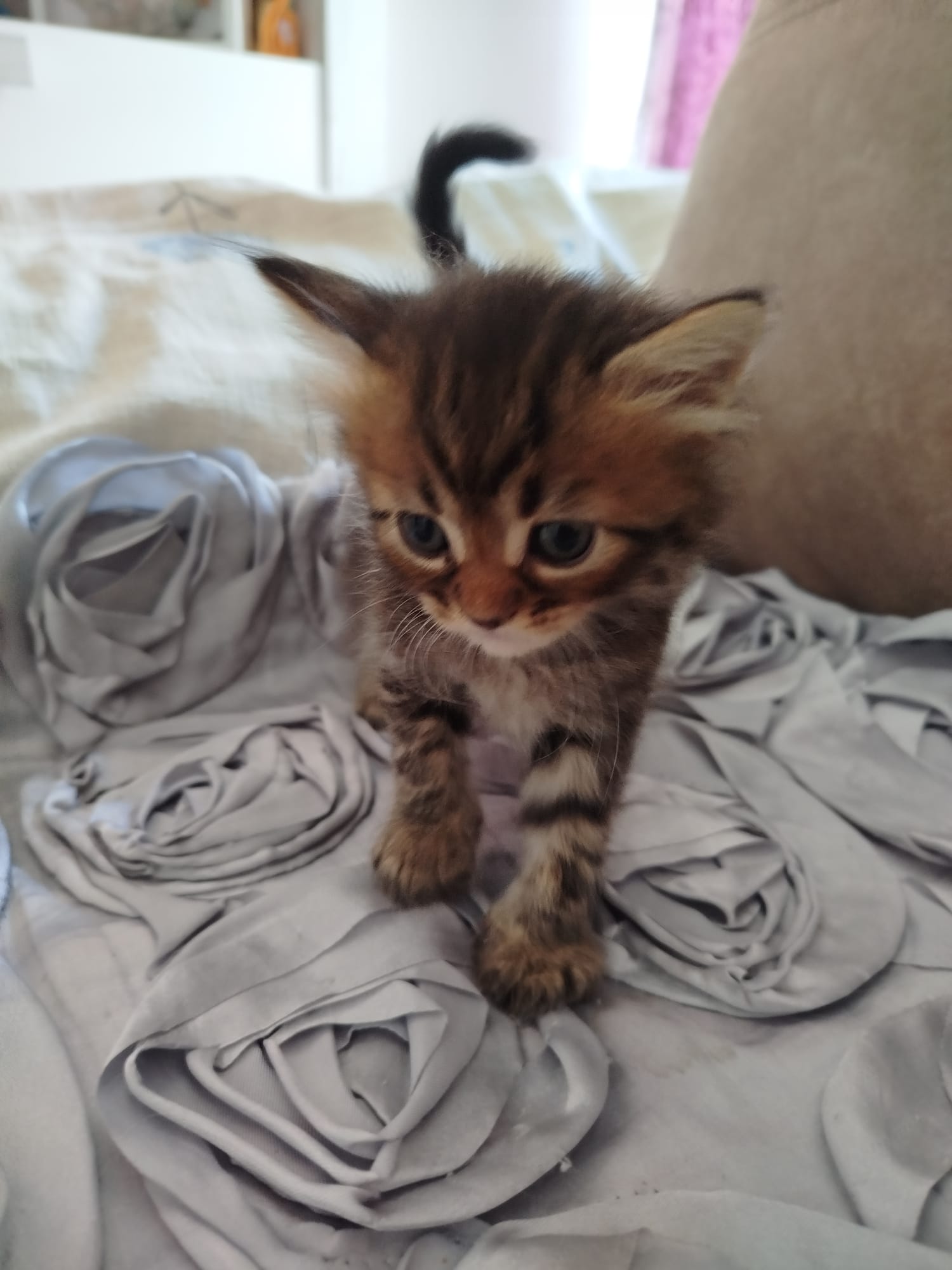 Gatito Sirius